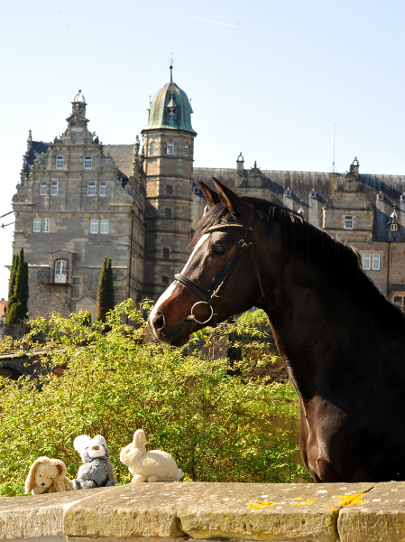 Saint Cyr von Kostolany - Trakehner Gestt Hmelschenburg - Foto: Beate Langels - 
Trakehner Gestt Hmelschenburg