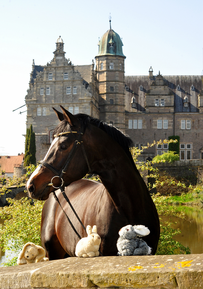 Saint Cyr von Kostolany - Trakehner Gestt Hmelschenburg - Foto: Beate Langels - 
Trakehner Gestt Hmelschenburg