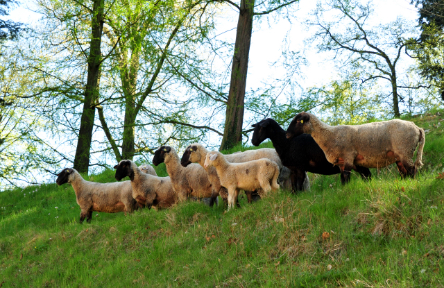 20. April 2020 in Hmelschenburg - Trakehner Gestt Hmelschenburg - Beate Langels