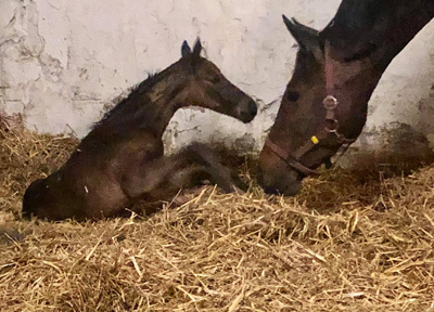 Trakehner filly by Tantalos out of Pr.St. Val d'Isere
 by High Motion - Gestt Hmelschenburg - Beate Langels