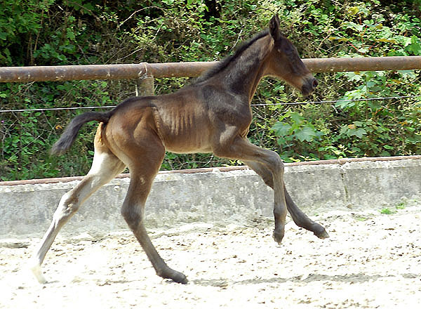 1 Tag alt: Trakehner Hengstfohle von Summertime u.d. Schwalbenflair v. Exclusiv, Foto: Gestt Hmelschenburg Beate Langels