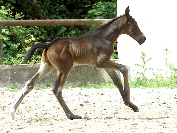 one day old: Trakehner colt by Summertime