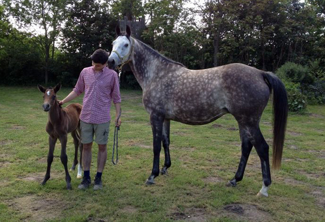 Stutfohlen von Exclusiv, Foto: Johanne Benseler, Trakehner Gestt Hmelschenburg