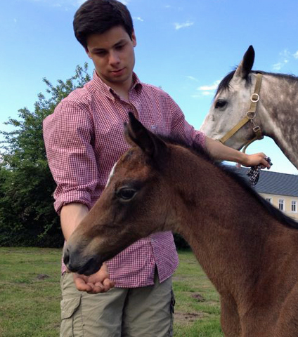 Wenige Stunden alt: Trakehner Stutfohlen von Exclusiv u.d. Teatime v. Summertime - Foto: Johanne Benseler - Trakehner Gestt Hmelschenburg