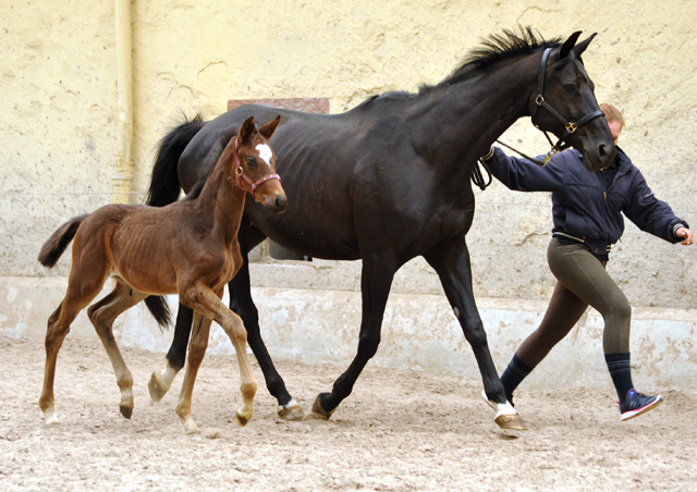 Hengstfohlen von High Motion x Checkpoint - Foto Beate Langels