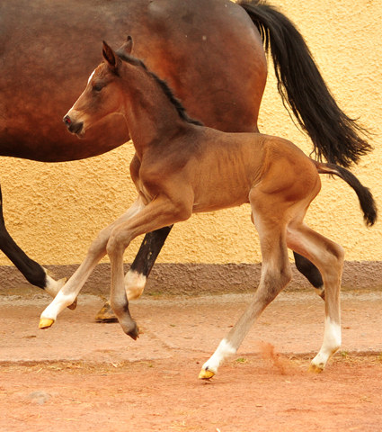 Taluna - Trakehner Stutfohlen von Alter Fritz u.d. Pr.u.StPrSt. Tacyra v. Saint Cyr - Foto: Beate Langels - Trakehner Gestt Hmelschenburg