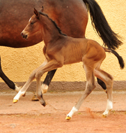 Taluna von Alter Fritz x Saint Cyr