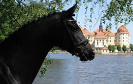 Siegerstute in Moritzburg - Grace Conelly von Shavalou x Alter Fritz, Foto: Kiki Oellrich