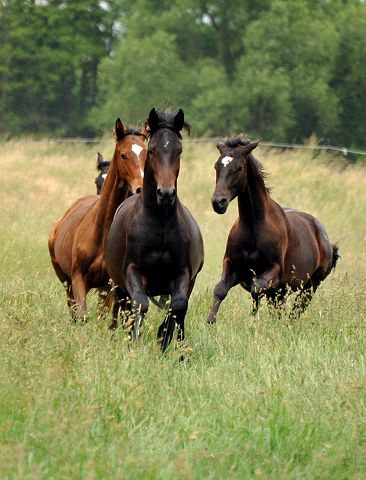 Die Ein- u. Zweijhrigen Hengste genieen den ersten Tag der Weidesaison 2015 - Foto Beate Langels - Gestt Hmelschenburg