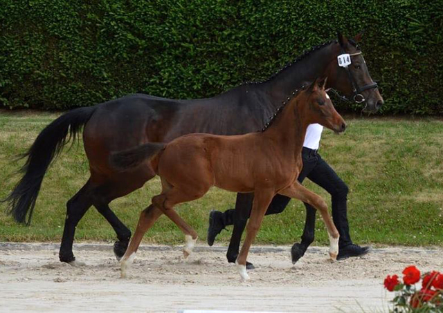 Trakehner Stutfohlen von Saint Cyr u.d.  Schiemanen v. Summertime u.d. Pr.u.StPrSt. Sareiken II v. Tycoon - Foto: Alexandra Becker