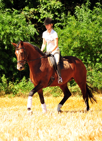 4jhriger Trakehner v. Saint Cyr x Red Patrick xx - Gestt Hmelschenburg am 20. Juli 2016