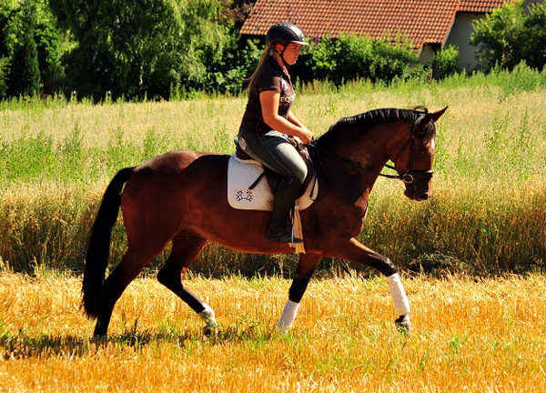 Prmienanwrterin Karida von Oliver Twist u.d. Pr.u.StPrSt. Karena v. Freudenfest  - Foto: Beate Langels -  
Trakehner Gestt Hmelschenburg