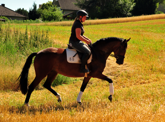 Prmienanwrterin Karida von Oliver Twist u.d. Pr.u.StPrSt. Karena v. Freudenfest  - Foto: Beate Langels -  
Trakehner Gestt Hmelschenburg