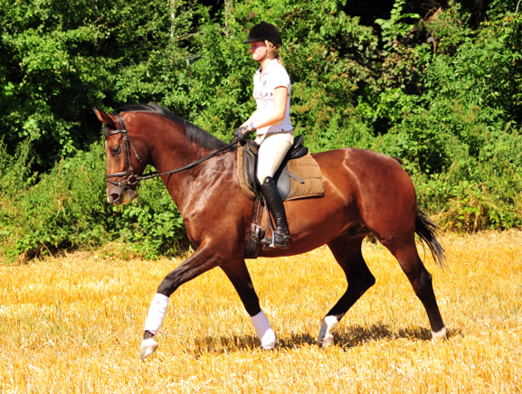 4jhriger Trakehner v. Saint Cyr x Red Patrick xx - Gestt Hmelschenburg am 20. Juli 2016