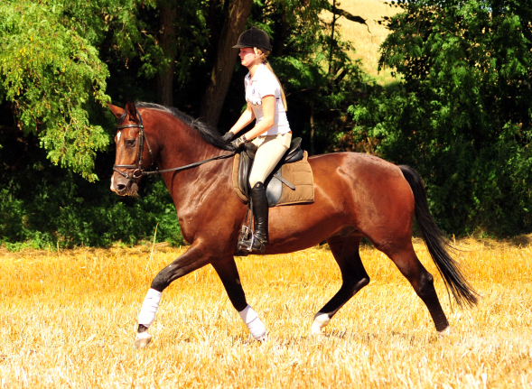 4jhriger Trakehner v. Saint Cyr x Red Patrick xx - Gestt Hmelschenburg am 20. Juli 2016