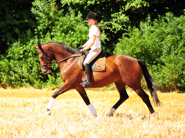 4jhriger Trakehner v. Saint Cyr x Red Patrick xx - Gestt Hmelschenburg am 20. Juli 2016