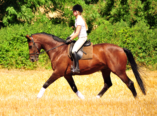 4jhriger Trakehner v. Saint Cyr x Red Patrick xx - Gestt Hmelschenburg am 20. Juli 2016