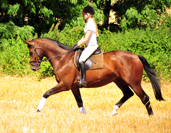 4jhriger Trakehner v. Saint Cyr x Red Patrick xx - Gestt Hmelschenburg am 20. Juli 2016