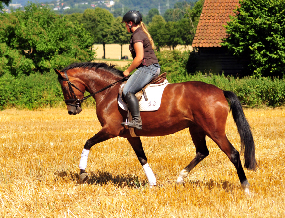 Prmienanwrterin Karida von Oliver Twist u.d. Pr.u.StPrSt. Karena v. Freudenfest  - Foto: Beate Langels -  
Trakehner Gestt Hmelschenburg