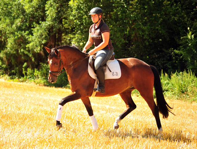 Prmienanwrterin Karida von Oliver Twist u.d. Pr.u.StPrSt. Karena v. Freudenfest  - Foto: Beate Langels -  
Trakehner Gestt Hmelschenburg