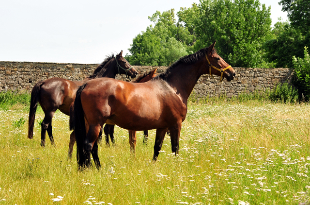 Schwalbenlicht und ihre Tochter Schwalbe's Highlight von High Motion 
 Trakehner Gestt Hmelschenburg - Foto: Beate Langels