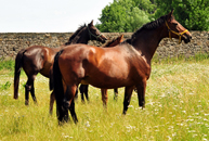 Juli 2019 - Impressionen - Trakehner Gestt Hmelschenburg 2019 - Foto: Beate Langels