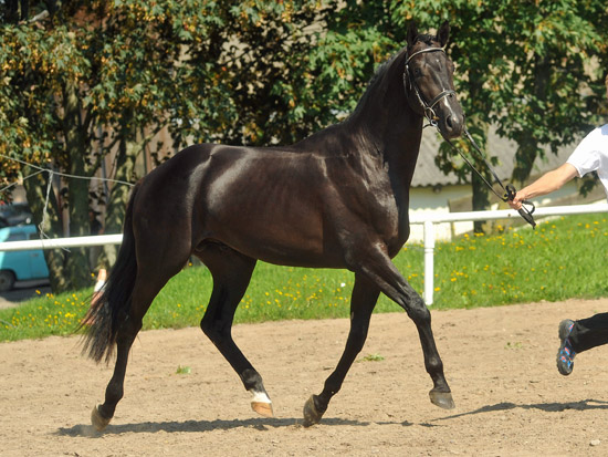 2jhriger Hengst von Exclusiv u.d. Elitestute Sacre Noir v. Kostolany - Foto: Beate Langels - Gestt Schplitz