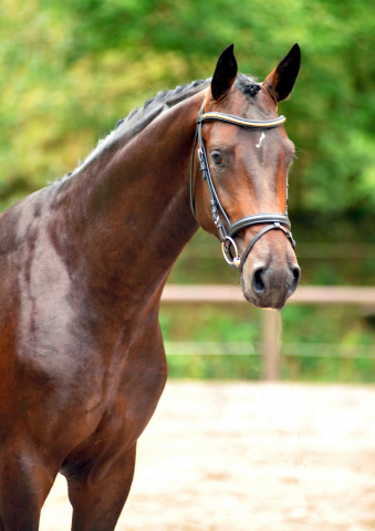 Hengst von Saint Cyr u.d. Pr.St. Under the moon v. Easy Game - Trakehner Gestt Hmelschenburg Beate Langels