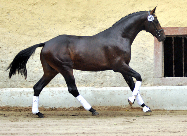 Under Fire von Saint Cyr - Foto: Beate Langels - Trakehner Gestt Hmelschenburg