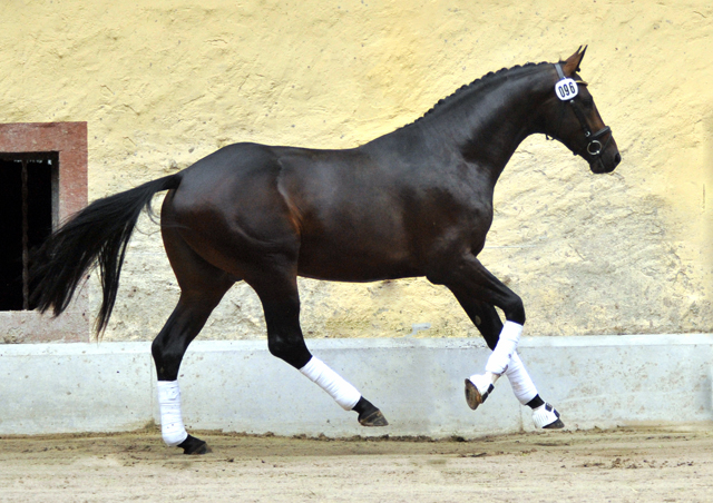 Trakehner Hengst von Saint Cyr u.d. Pr.St. Under the moon v. Easy Game - Herzkristall , Foto: Beate Langels - Trakehner Gestt Hmelschenburg