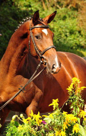 4jhriger Trakehner v. Saint Cyr x Red Patrick xx - Gestt Hmelschenburg am 20. August 2016