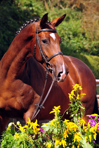 4jhriger Trakehner v. Saint Cyr x Red Patrick xx - Gestt Hmelschenburg am 20. August 2016