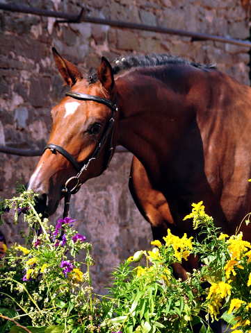 4jhriger Trakehner v. Saint Cyr x Red Patrick xx - Gestt Hmelschenburg am 20. August 2016