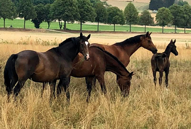 August 2022 - Trakehner Gestt Hmelschenburg  - Foto: Beate Langels