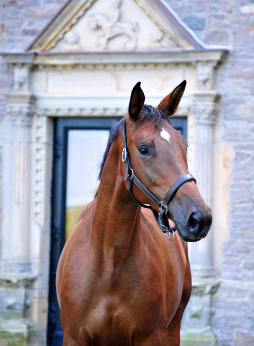 Morgens frh an der Emmer bei den Trakehnern - Foto: Sabine Beyer - Trakehner Gestt Hmelschenburg