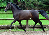 3j�hriger v. Meraldik x Exclusiv