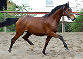 3j�hriger v. Showmaster x Tuareg