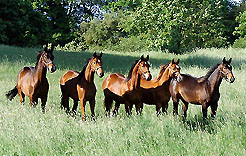 Our horses from the year 2008