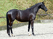 Pr.St. Vittoria von Exclusiv u.d. Vicenza v. Showmaster