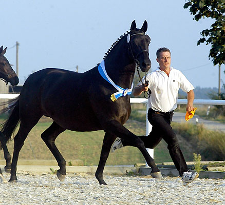  - Trakehner Gestt Hmelschenburg - Foto: Beate Langels