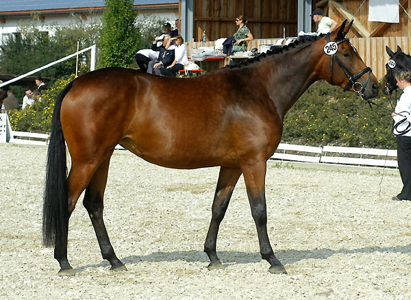 Gwyneth v. Summertime u.d. Pr.St. Gracia Patricia II v. Alter Fritz - Trakehner Gestt Hmelschenburg - Foto: Beate Langels