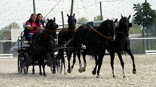 Michaela Reinisch und ihr Trakehner Viererzug - mit dem Kostolany Sohn Kaprizio - Foto: Beate Langels