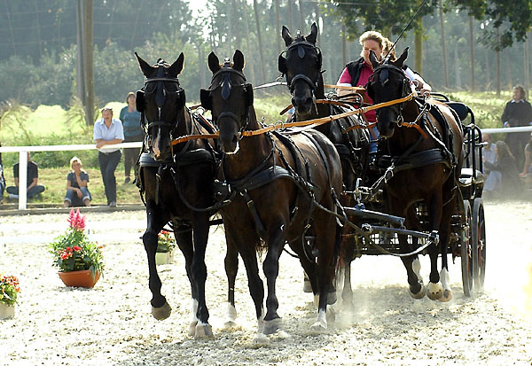 Michaela Reinisch und ihr Trakehner Viererzug - mit dem Kostolany Sohn Kaprizio - Foto: Beate Langels