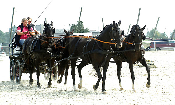 Michaela Reinisch und ihr Trakehner Viererzug - mit dem Kostolany Sohn Kaprizio - Foto: Beate Langels