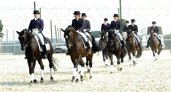 Trakehner Dressur-Quadrille - mit dem Kostolany Sohn Emron - Foto: Beate Langels - Foto: Beate Langels