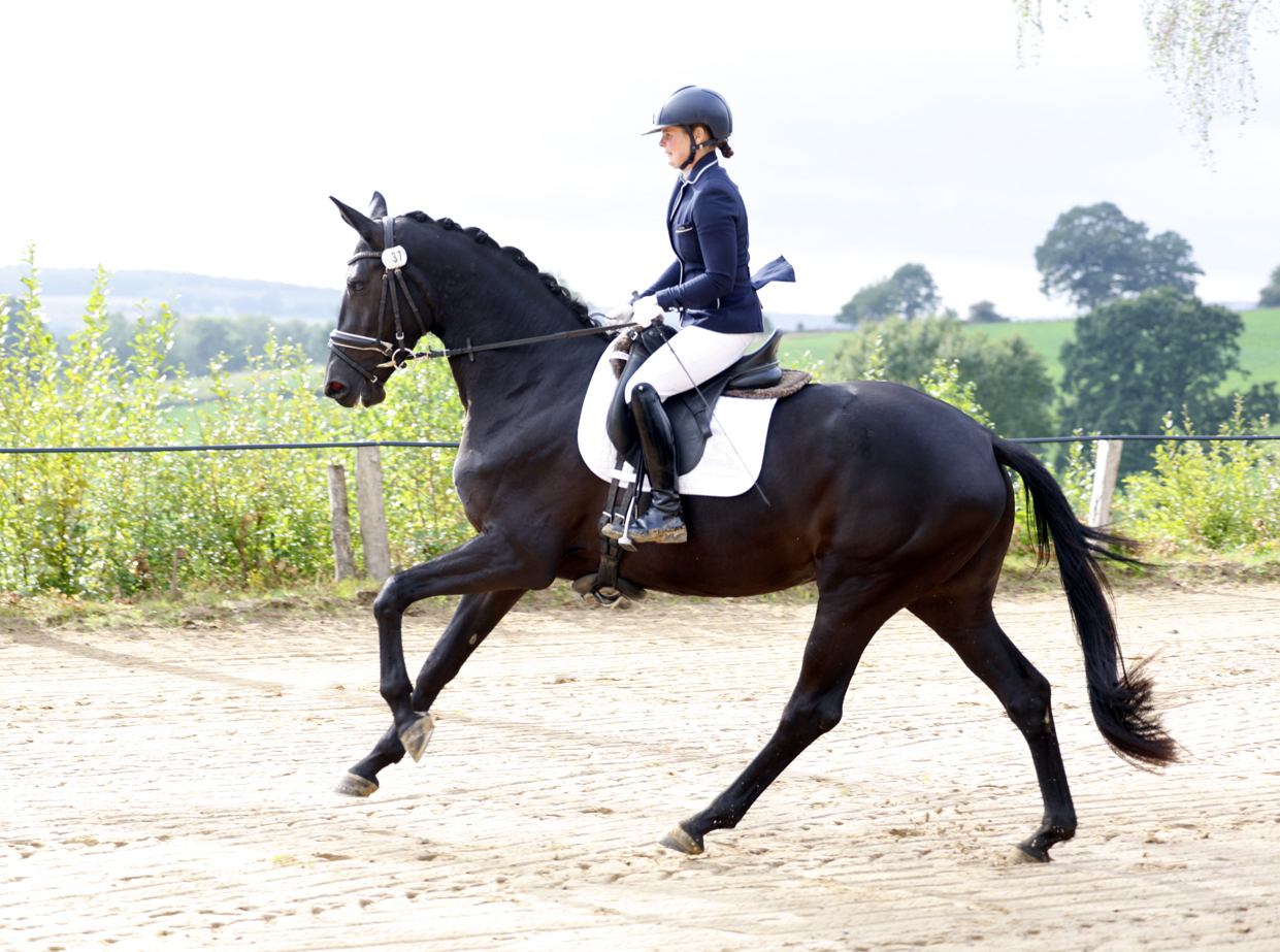3j�hrig Schwalbendynastie bei der zentralen Stutenleistungspr�fung - Trakehner Gest�t H�melschenburg - Foto Beate Langels