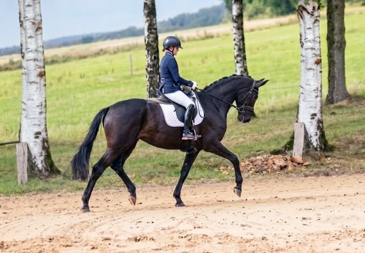 3j�hrig Schwalbendynastie bei der zentralen Stutenleistungspr�fung - Trakehner Gest�t H�melschenburg - Foto Beate Langels