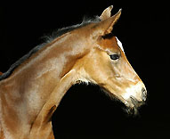 Our foals from the year 2009