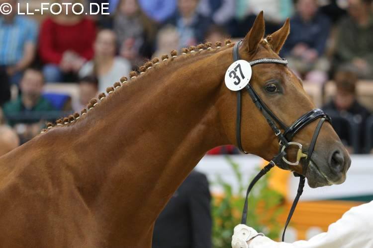 Tudor mit Zchtern und Besitzern - Trakehner Hengstmarkt 2014 - Foto: Beate Langels