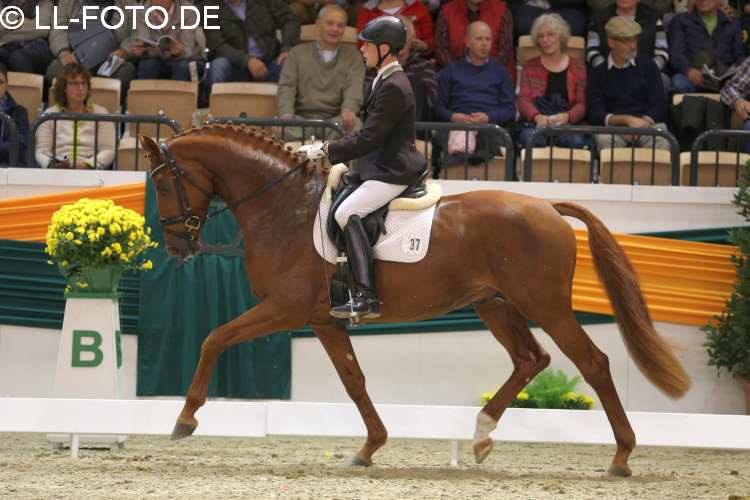 Tudor mit Zchtern und Besitzern - Trakehner Hengstmarkt 2014 - Foto: Beate Langels